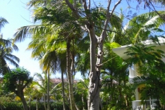 grand-palladium-bavaro-bungalows_1647